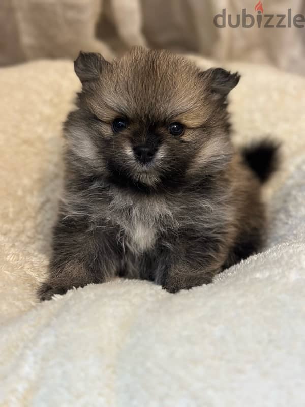 pure Pomeranian puppies 1