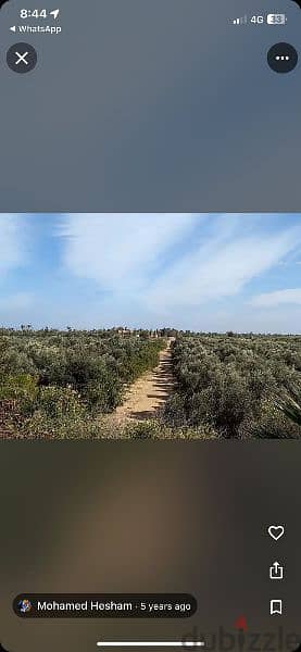 خمسه فدان للبيع في جمعيه البحوث الزراعيه بطريق مصر اسكندريه الصحراوي 1