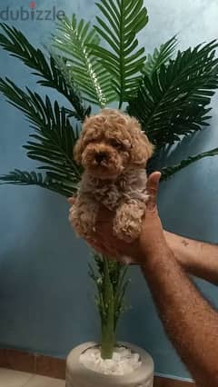 جرو مالطي بوديل poodle