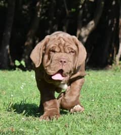 Neapolitan mastiff brown Male From Russia 0