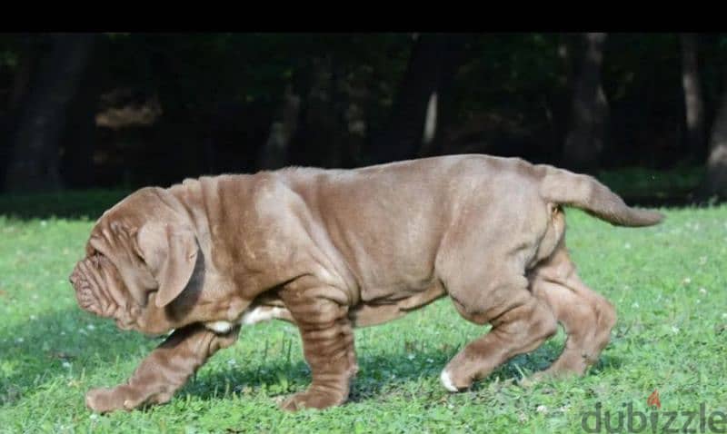 Neapolitan mastiff brown Male From Russia 1