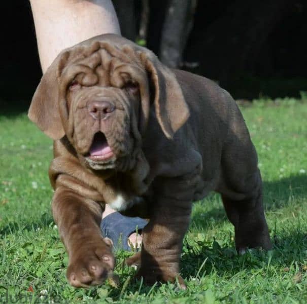 Neapolitan mastiff brown Male From Russia 2