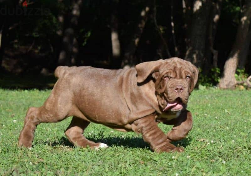 Neapolitan mastiff brown Male From Russia 3