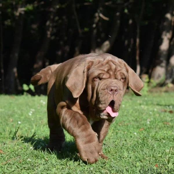 Neapolitan mastiff brown Male From Russia 4