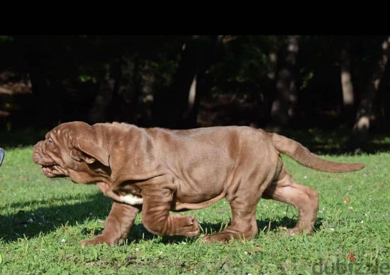 Neapolitan mastiff brown Male From Russia 5