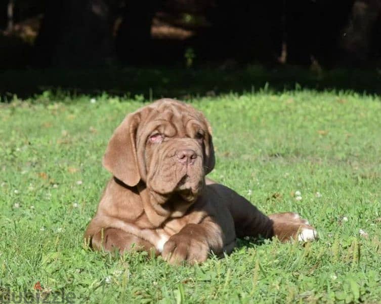 Neapolitan mastiff brown Male From Russia 6