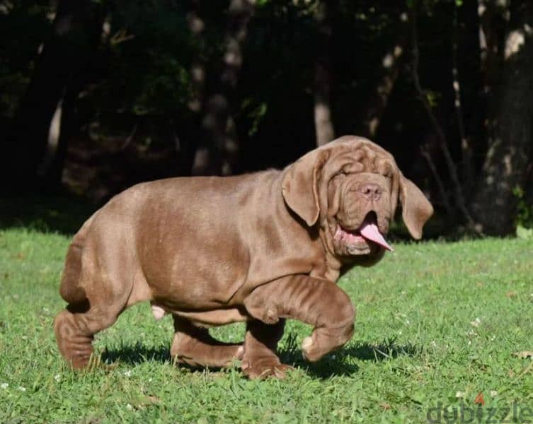 Neapolitan mastiff brown Male From Russia 7