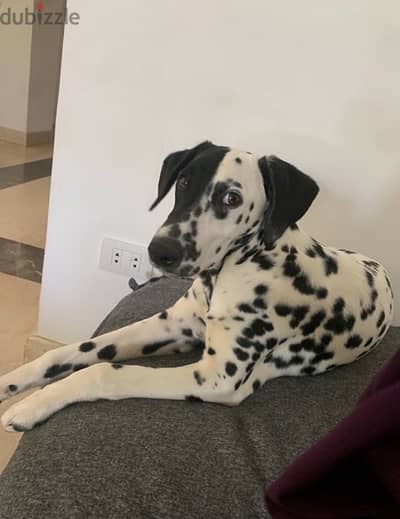 female Dalmatian puppy for sale in new cairo