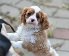 Cavalier King Charles spaniel from Russia 0