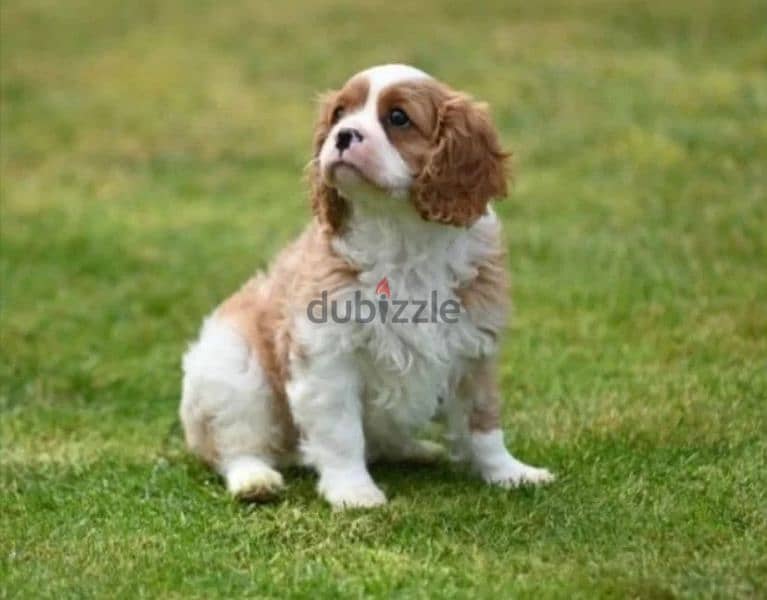 Cavalier King Charles spaniel from Russia 1