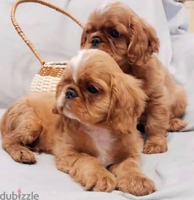 King Charles spaniel English toy spaniel from Russia