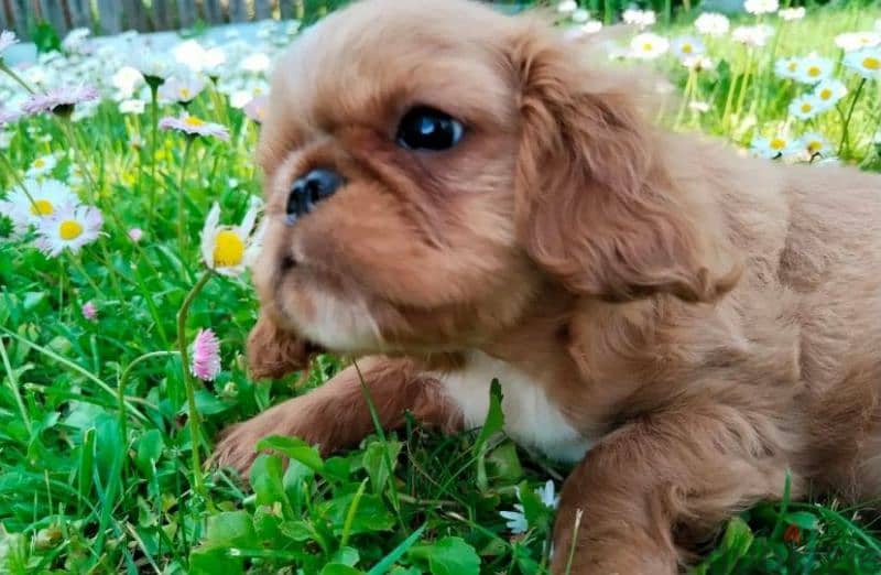 King Charles spaniel English toy spaniel from Russia 1