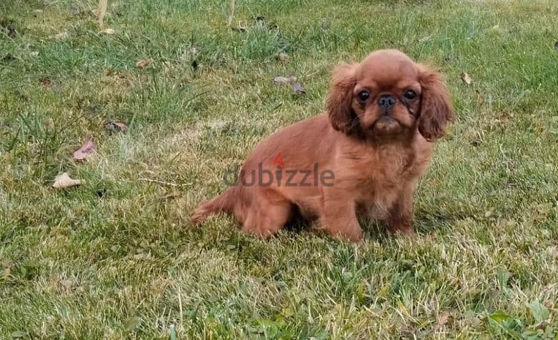 King Charles spaniel English toy spaniel from Russia 2