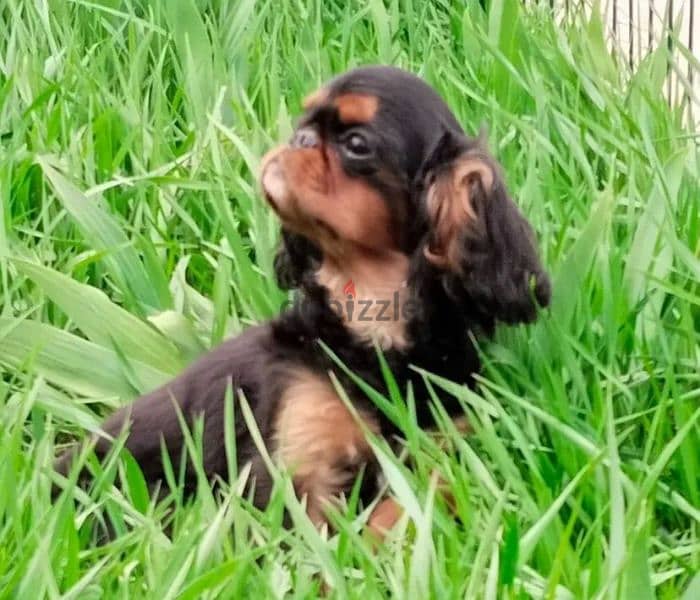 King Charles spaniel English toy spaniel from Russia 3