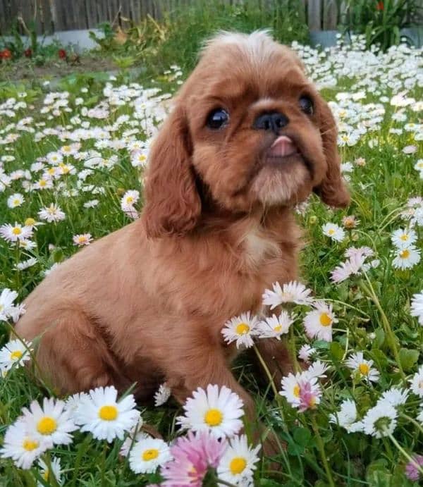 King Charles spaniel English toy spaniel from Russia 4