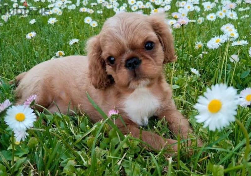 King Charles spaniel English toy spaniel from Russia 5