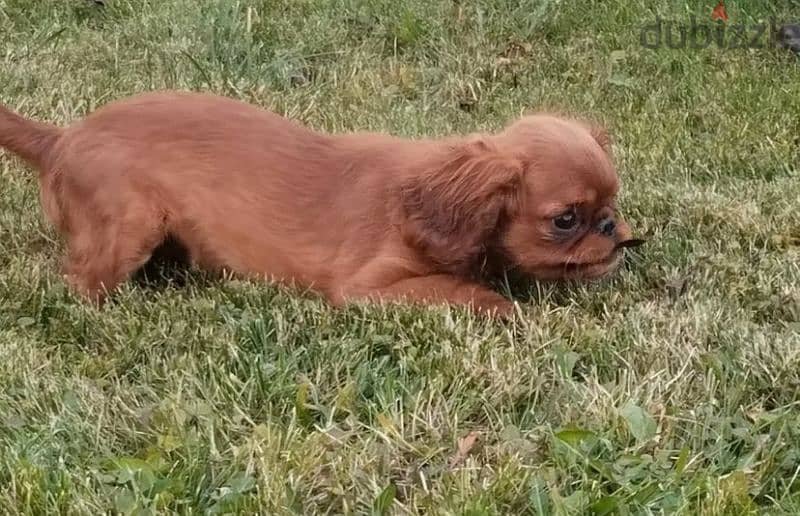 King Charles spaniel English toy spaniel from Russia 7