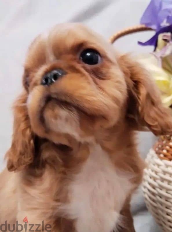 King Charles spaniel English toy spaniel from Russia 9