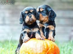 Cavalier King Charles spaniel girl from Russia 0