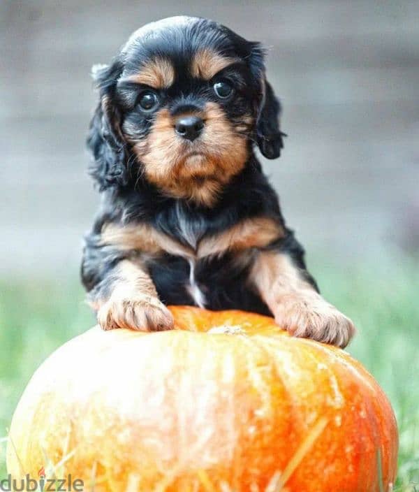 Cavalier King Charles spaniel girl from Russia 1