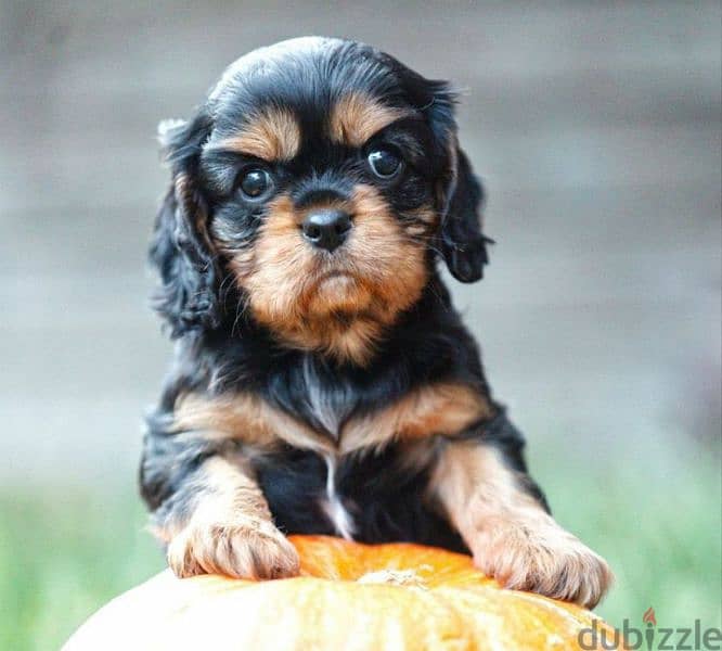 Cavalier King Charles spaniel girl from Russia 2