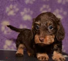 Rabbit dachshund puppies boys from Russia 0