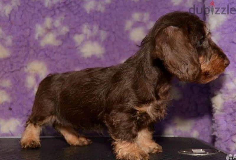 Rabbit dachshund puppies boys from Russia 1