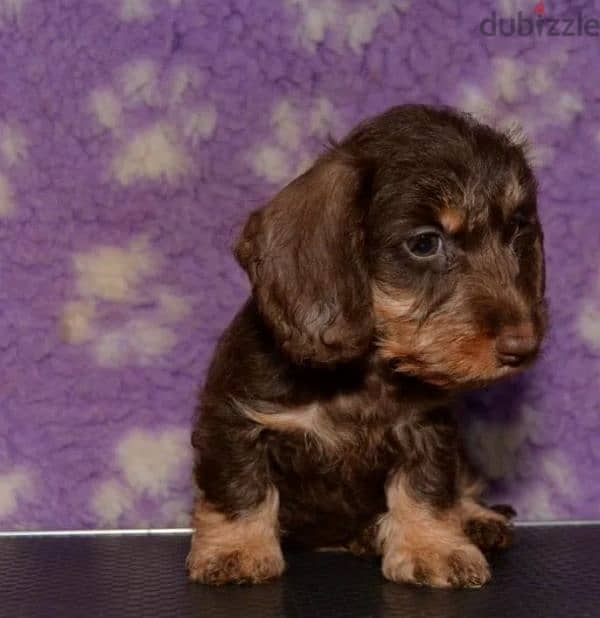 Rabbit dachshund puppies boys from Russia 2