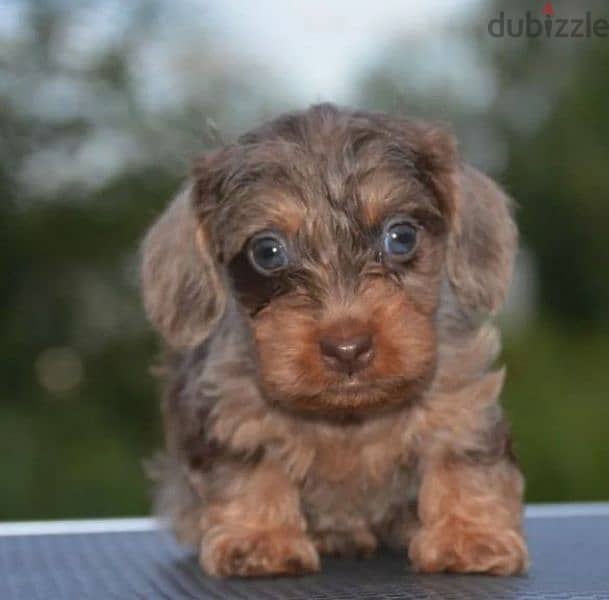 Rabbit dachshund puppies boys from Russia 3