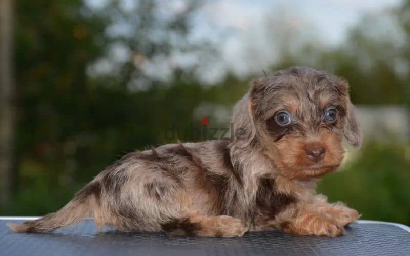 Rabbit dachshund puppies boys from Russia 4