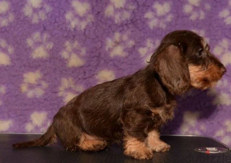 Rabbit dachshund puppies boys from Russia 5