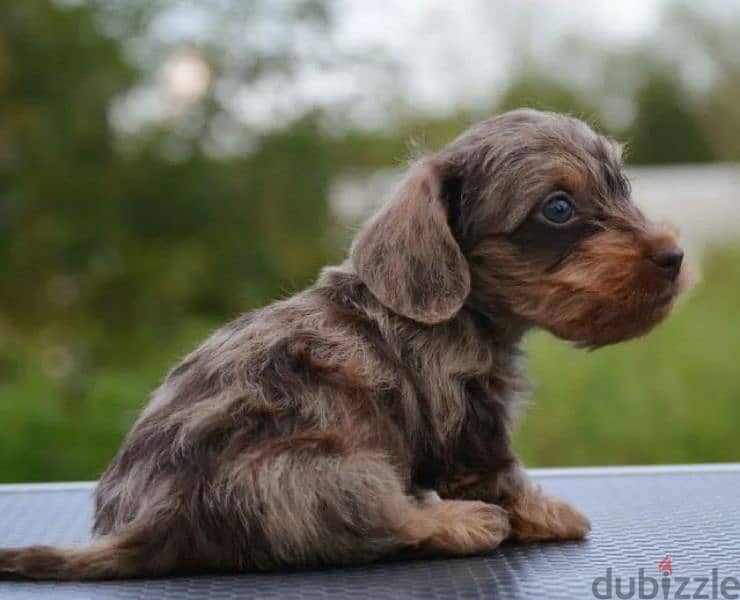 Rabbit dachshund puppies boys from Russia 6