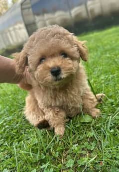 Maltipoo babies boys from Russia 0