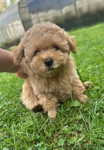 Maltipoo babies boys from Russia