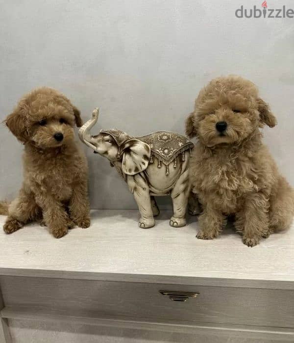 Maltipoo babies boys from Russia 5