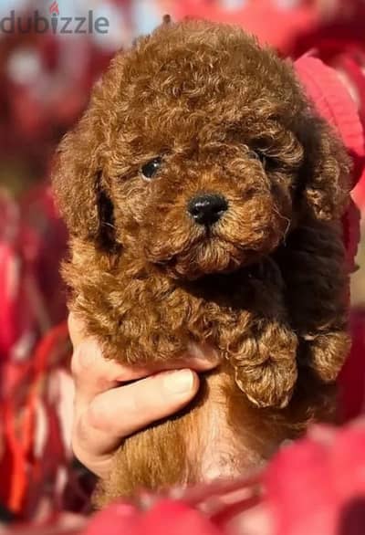 toy Poodle boy from Russia