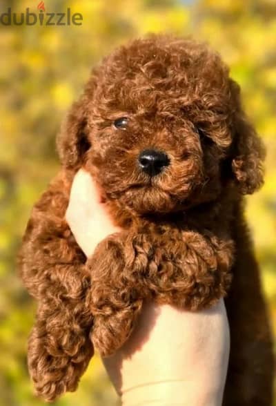 toy Poodle boy from Russia