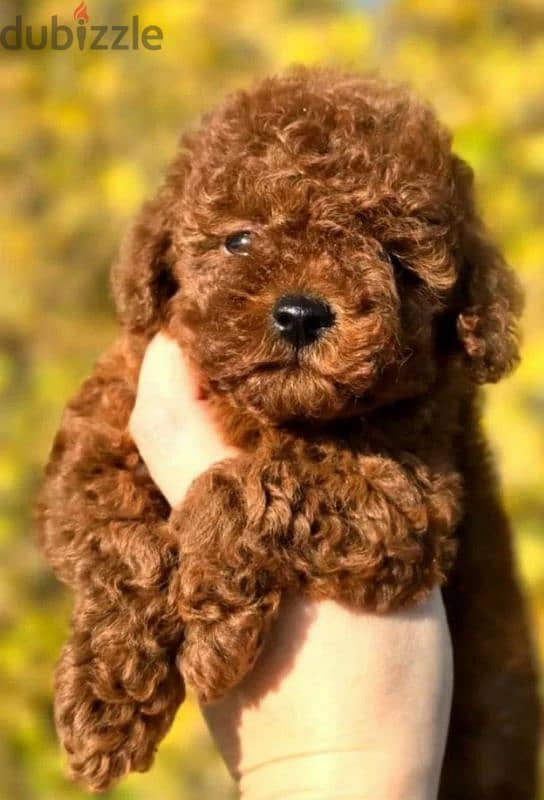 toy Poodle boy from Russia 1