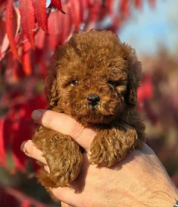 toy Poodle boy from Russia 2