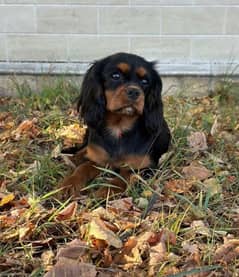 Cavalier King Charles spaniel female From Russia