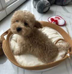 Maltipoo mini teddy boy from Russia 0