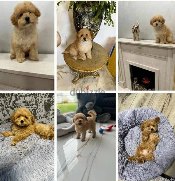 Maltipoo mini teddy boy from Russia 2