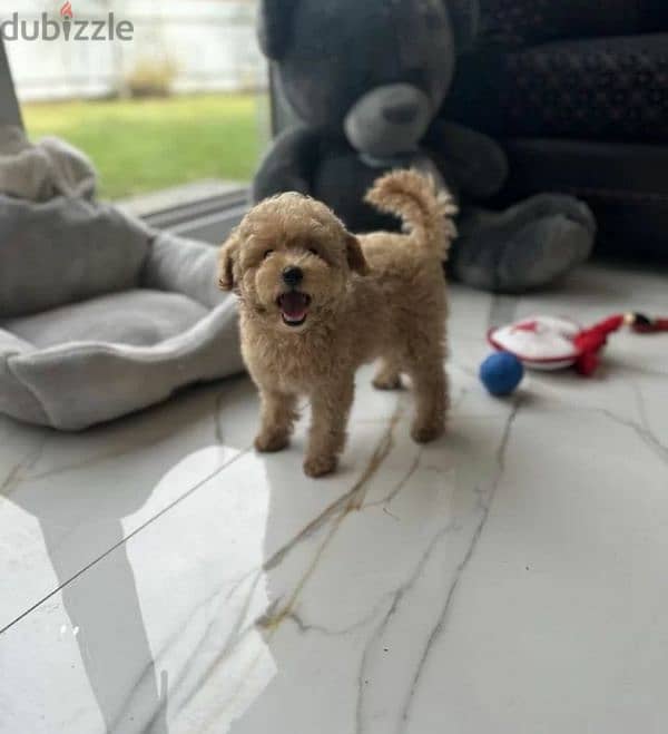 Maltipoo mini teddy boy from Russia 6