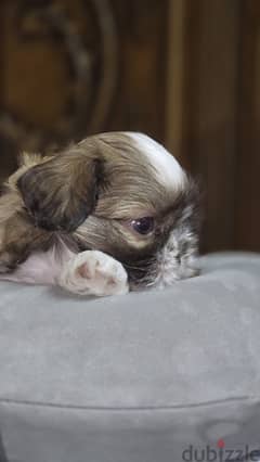 Pure Shihtzu 100%