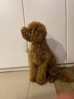 Russian Male Toy Poodle for Marriage 0