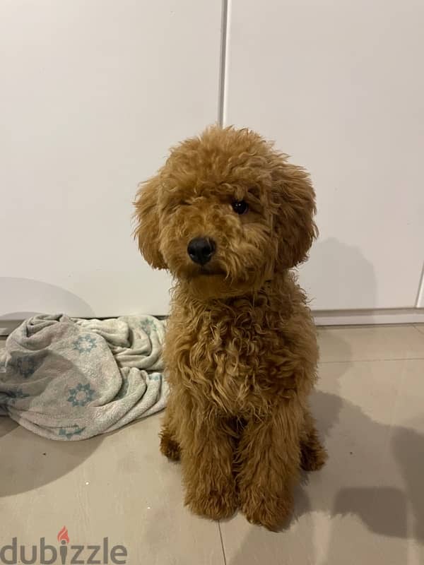 Russian Male Toy Poodle for Marriage 1