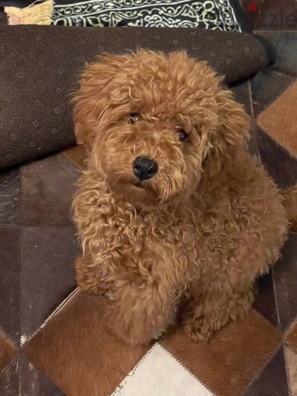 Russian Male Toy Poodle for Marriage 2