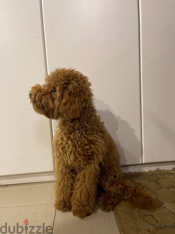 Russian Male Toy Poodle for Marriage 3