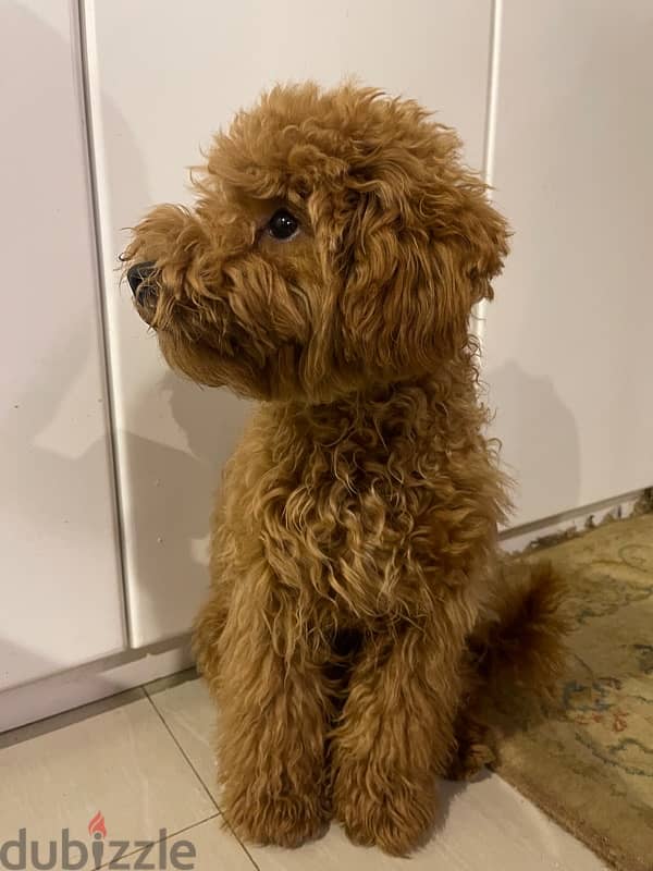 Russian Male Toy Poodle for Marriage 4