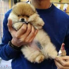 pomeranian puppy male 45 days pure for aduption للتبني